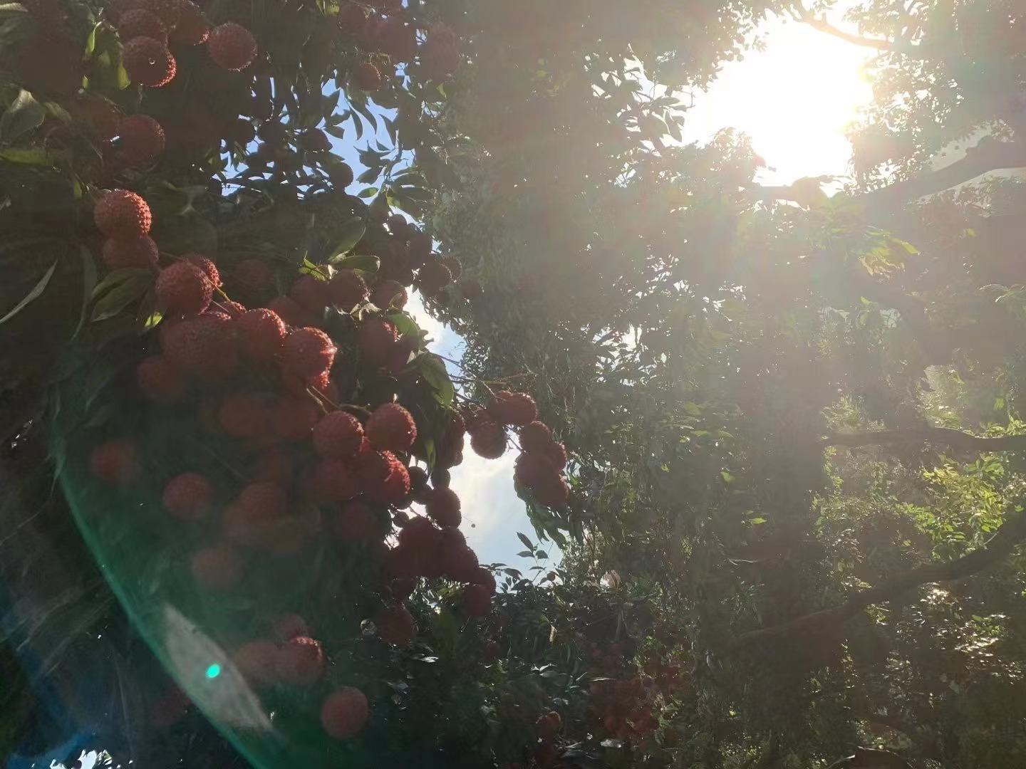 桂味荔枝果篮展示图