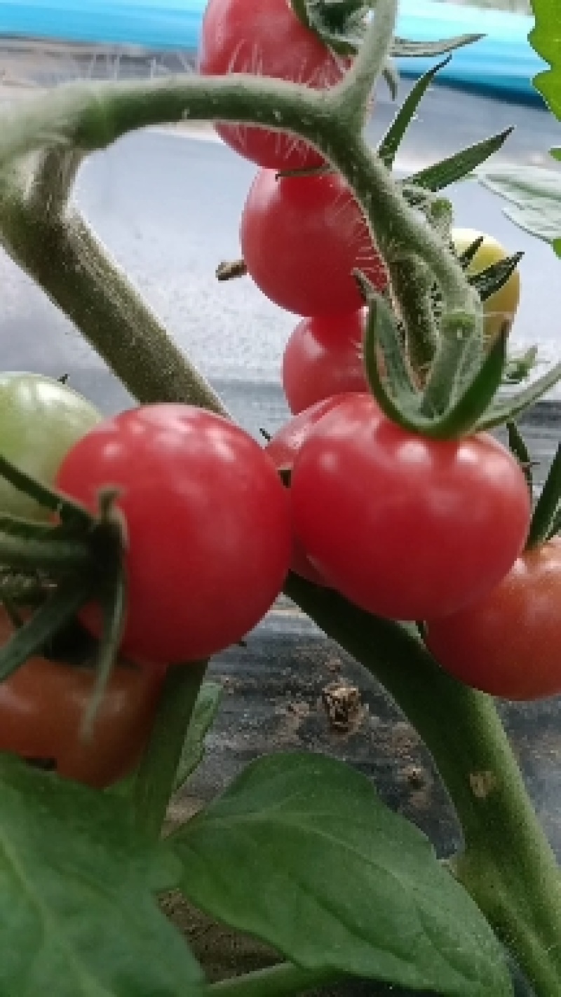 五彩小番茄