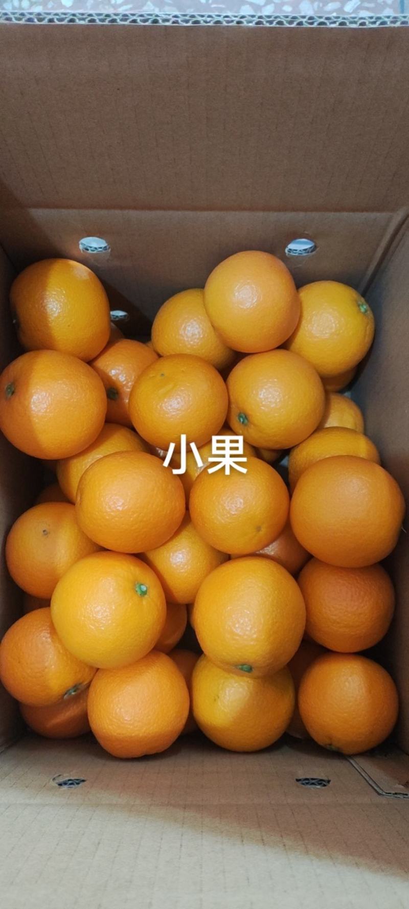 湖北伦晚橙，皮薄汁多，现在大量上市了，可产地看货
