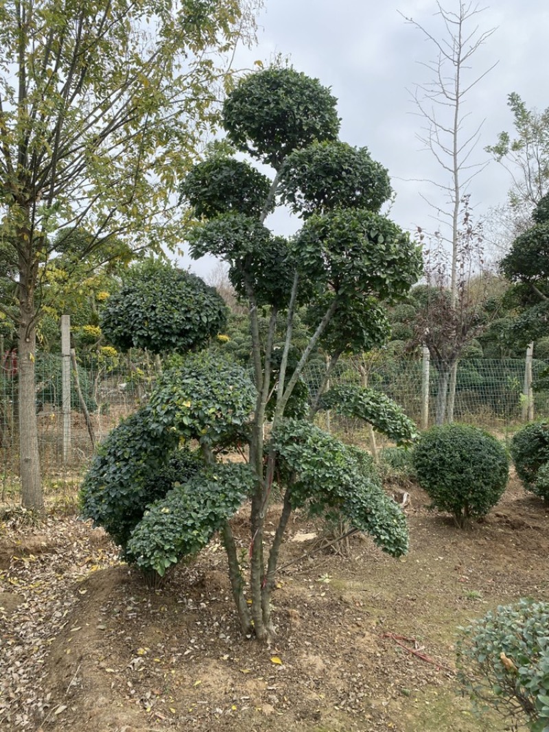 小叶女贞造型树