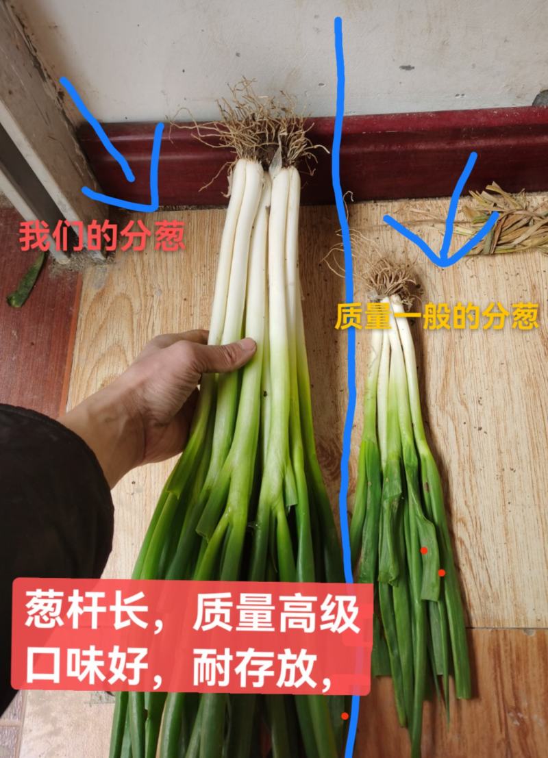 分葱黑分葱批发价黄葱葱苗