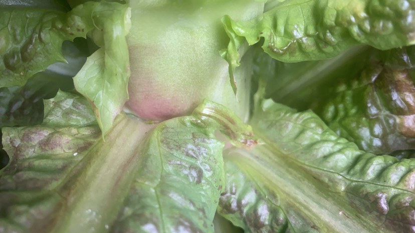 展示一张高清的莴笋叶特写图片,突出叶脉结构和鲜绿色泽 新鲜莴笋叶特写图