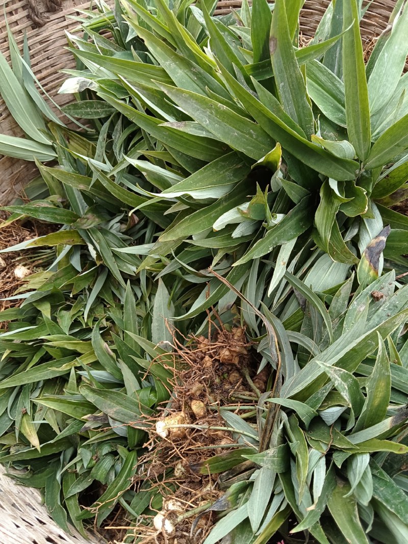 高杆姜型甜黄精种苗