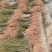 山苍子苗