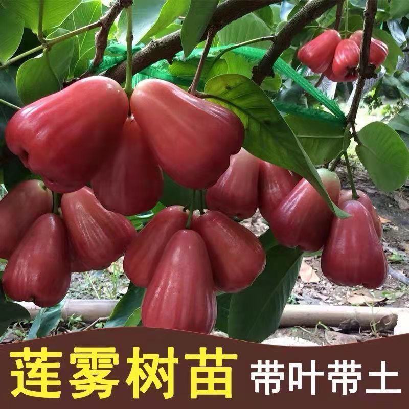 莲雾果苗，正宗黑金刚，莲雾树苗嫁接台湾黑金刚黑糖芭