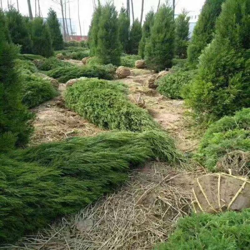塔柏苗，塔柏树苗松树苗园林緑化塔柏四季长青侧柏扁柏苗路道