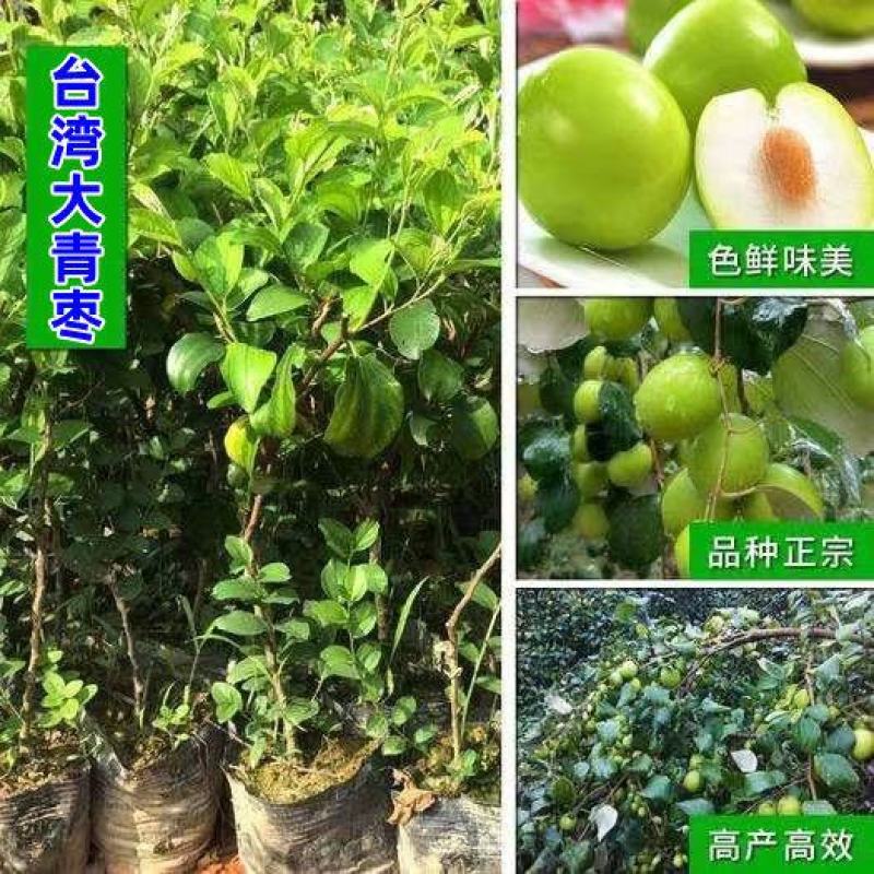 青枣苗，嫁接脆蜜枣苗，大青枣苗嫁接枣子果树苗蜜丝枣苗台湾