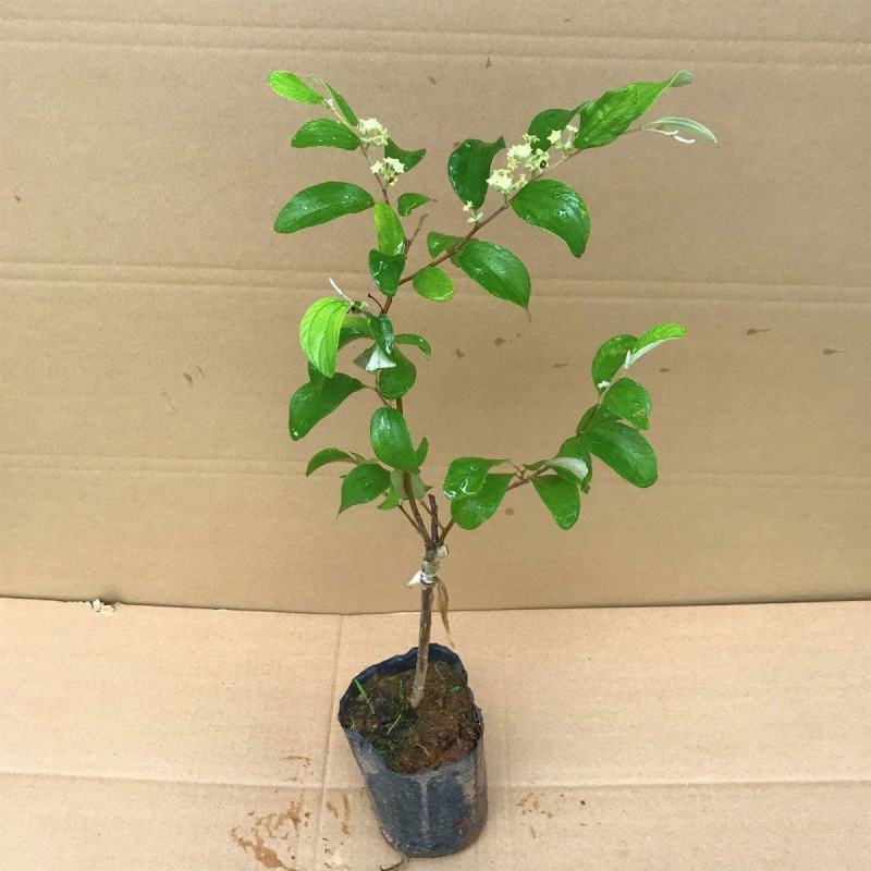 青枣苗，嫁接脆蜜枣苗，大青枣苗嫁接枣子果树苗蜜丝枣苗台湾