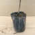 青枣苗，嫁接脆蜜枣苗，大青枣苗嫁接枣子果树苗蜜丝枣苗台湾