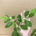 青枣苗，嫁接脆蜜枣苗，大青枣苗嫁接枣子果树苗蜜丝枣苗台湾