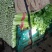 芹菜精品西芹河北发货新鲜蔬菜批发欢迎选购