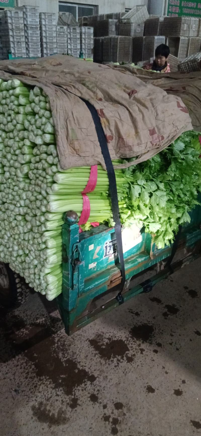 芹菜精品西芹河北发货新鲜蔬菜批发欢迎选购