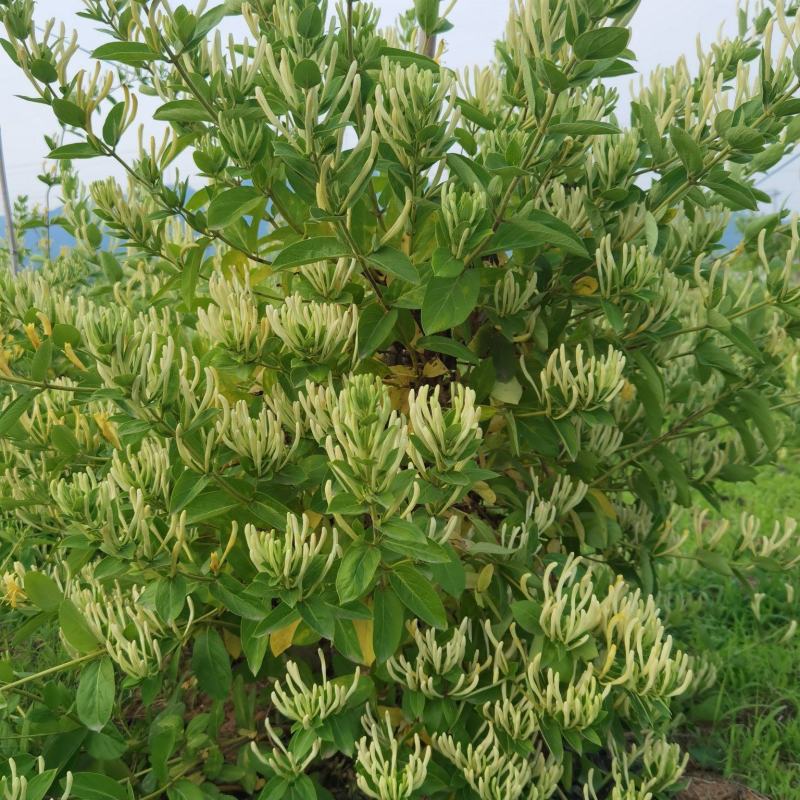 金银花苗，花蕾期长，产地发货两证一签死苗补发提供技术指导
