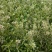 老荠菜带籽带花干老荠菜