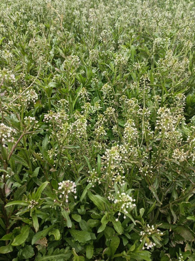 老荠菜带籽带花干老荠菜