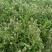 老荠菜带籽带花干老荠菜