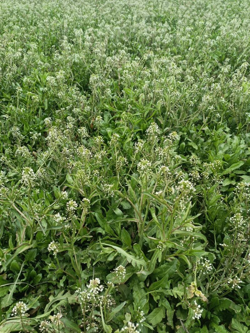 老荠菜带籽带花干老荠菜