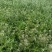 老荠菜带籽带花干老荠菜