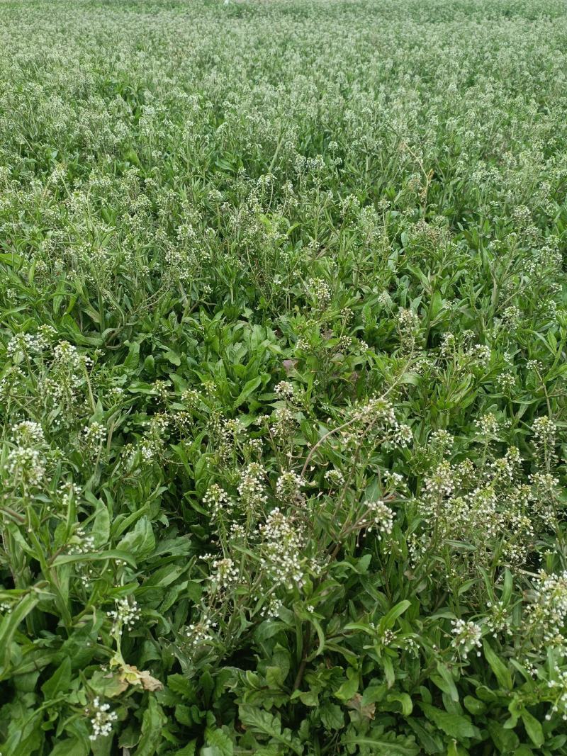 老荠菜带籽带花干老荠菜