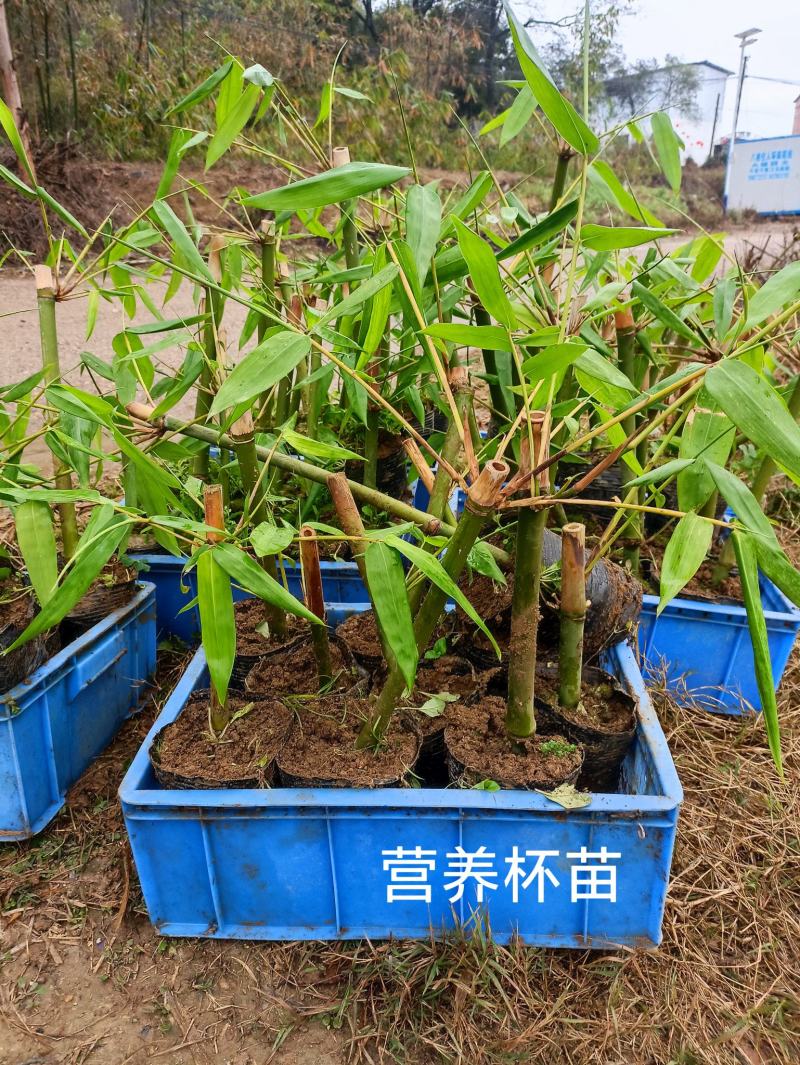 柳州螺蛳粉原材料麻竹苗麻竹笋麻竹叶酸笋