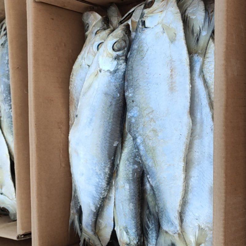 白磷鱼，味道鲜美，货源充足
