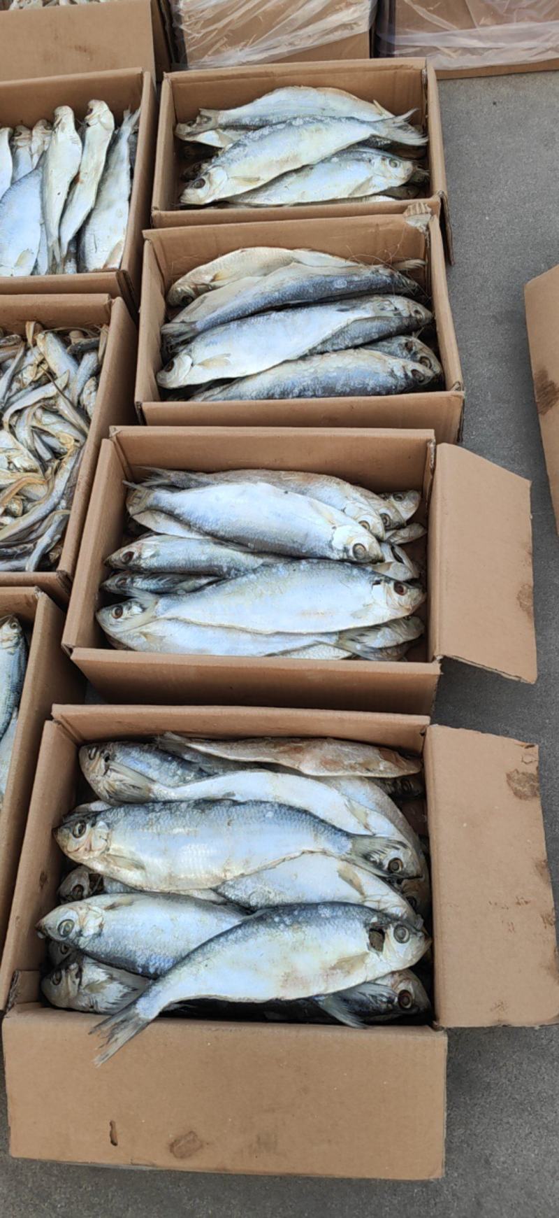白磷鱼，味道鲜美，货源充足
