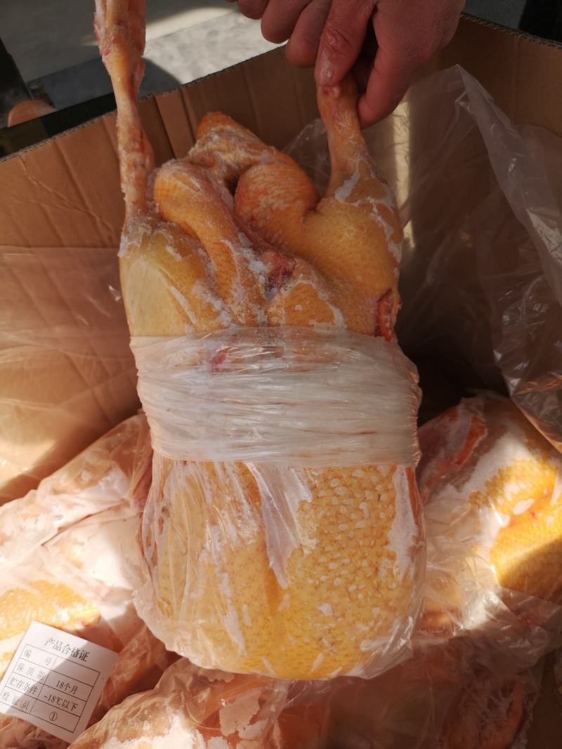 高品质红嘴雁正番黄皮纯干货，生长天数长，肉质佳