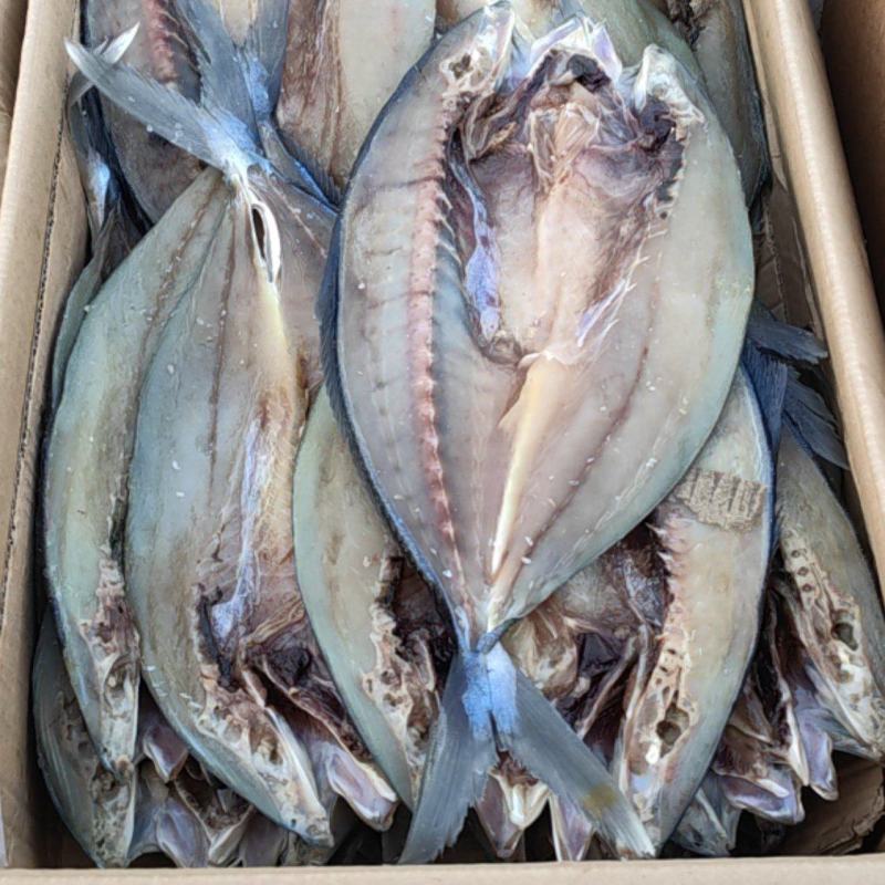 黄金鲅，货源充足，一手货源