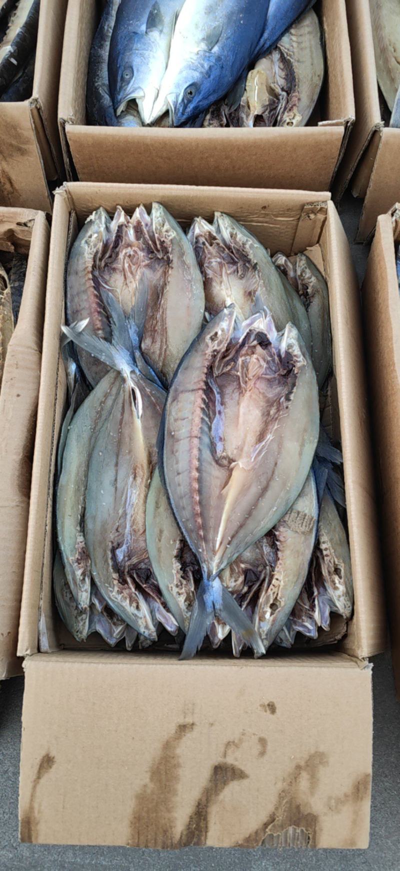 黄金鲅，货源充足，一手货源