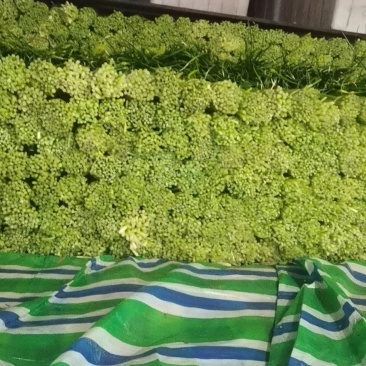 无公害食品精品蒜苔