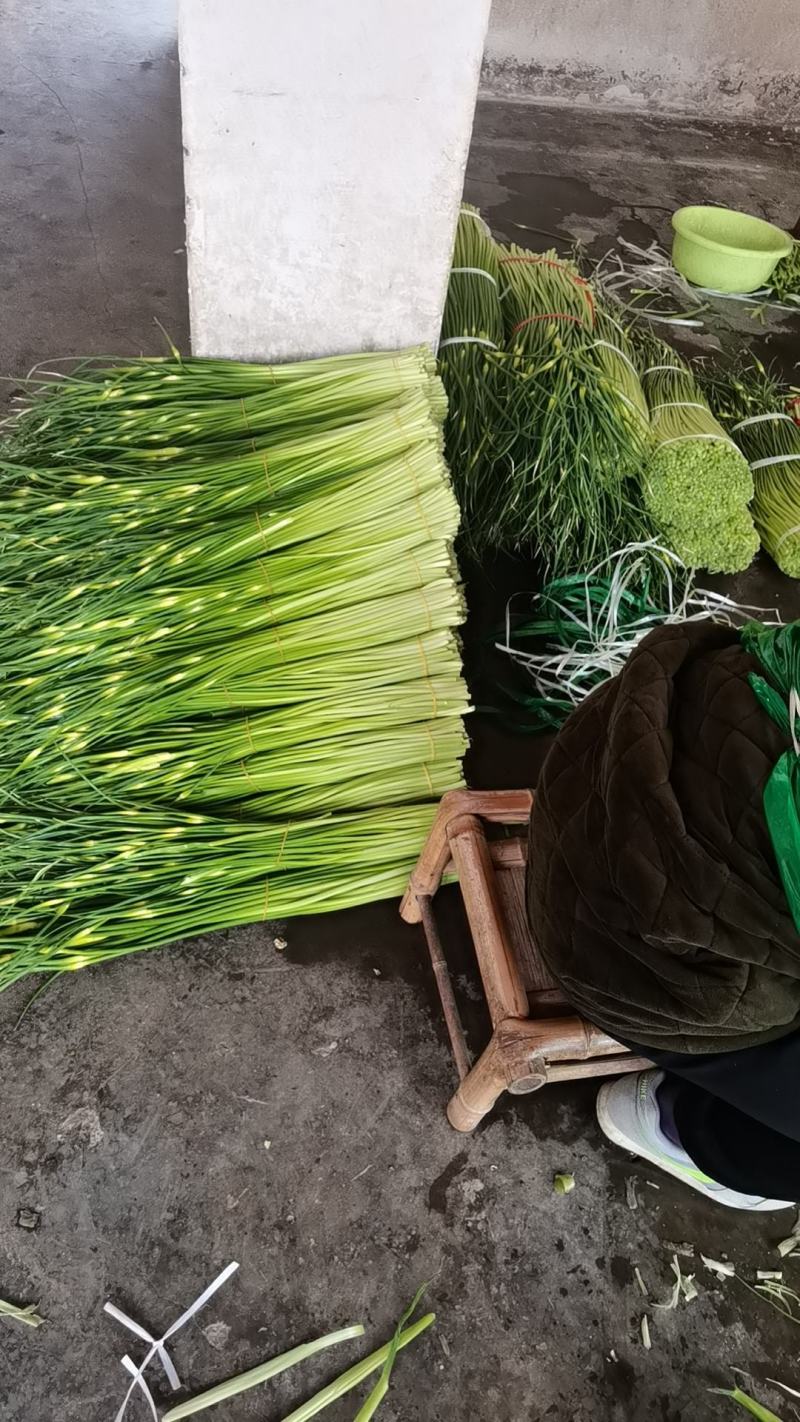 无公害食品精品蒜苔