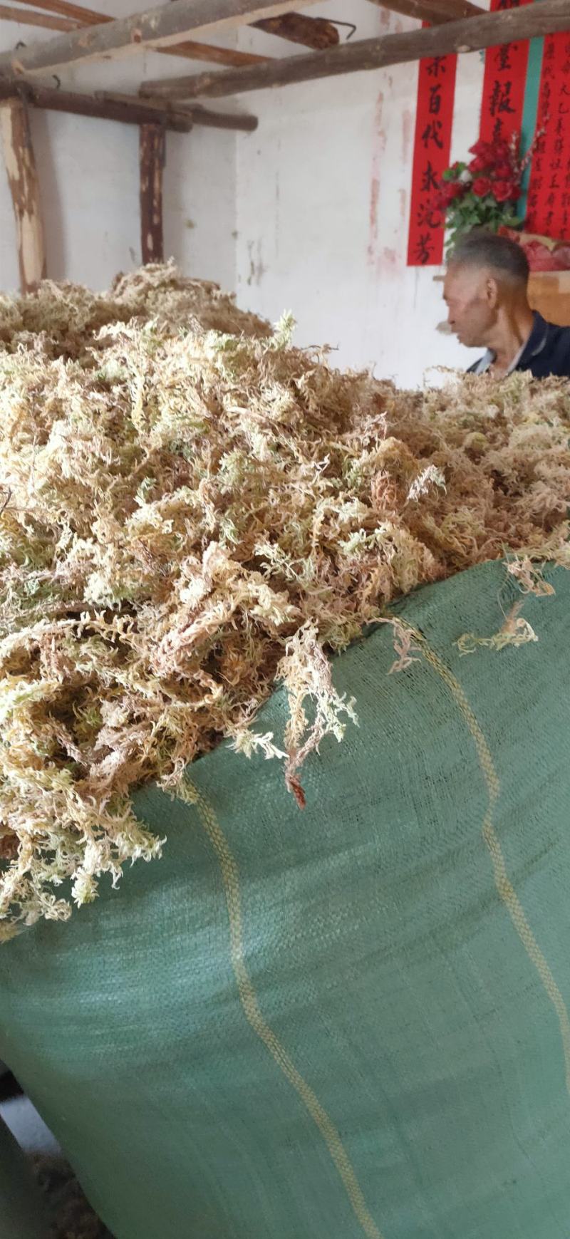 贵州水苔