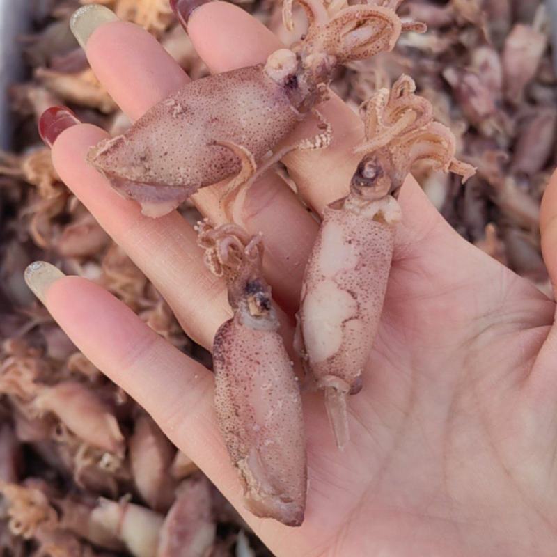 海兔，干度好，味道鲜美，一手货源