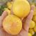 新品种荷兰香杏巨蜜王杏树苗凯特吊干杏树苗红杏苗