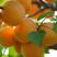 新品种荷兰香杏巨蜜王杏树苗凯特吊干杏树苗红杏苗