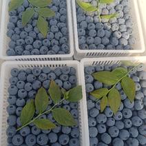 山东蓝莓批发，优质蓝莓大量上市，货源充足，全国发货