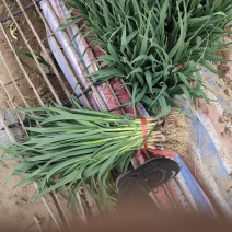 鱼台红根蒜苗大量有货，每天上货量10斤以需要的朋友联系我