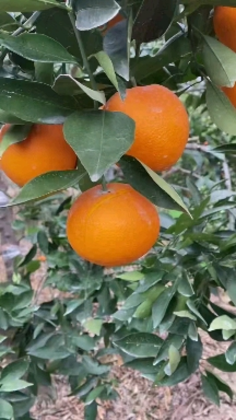 湖北秭归红橙，皮薄汁多，一手货源，可供超市，电商