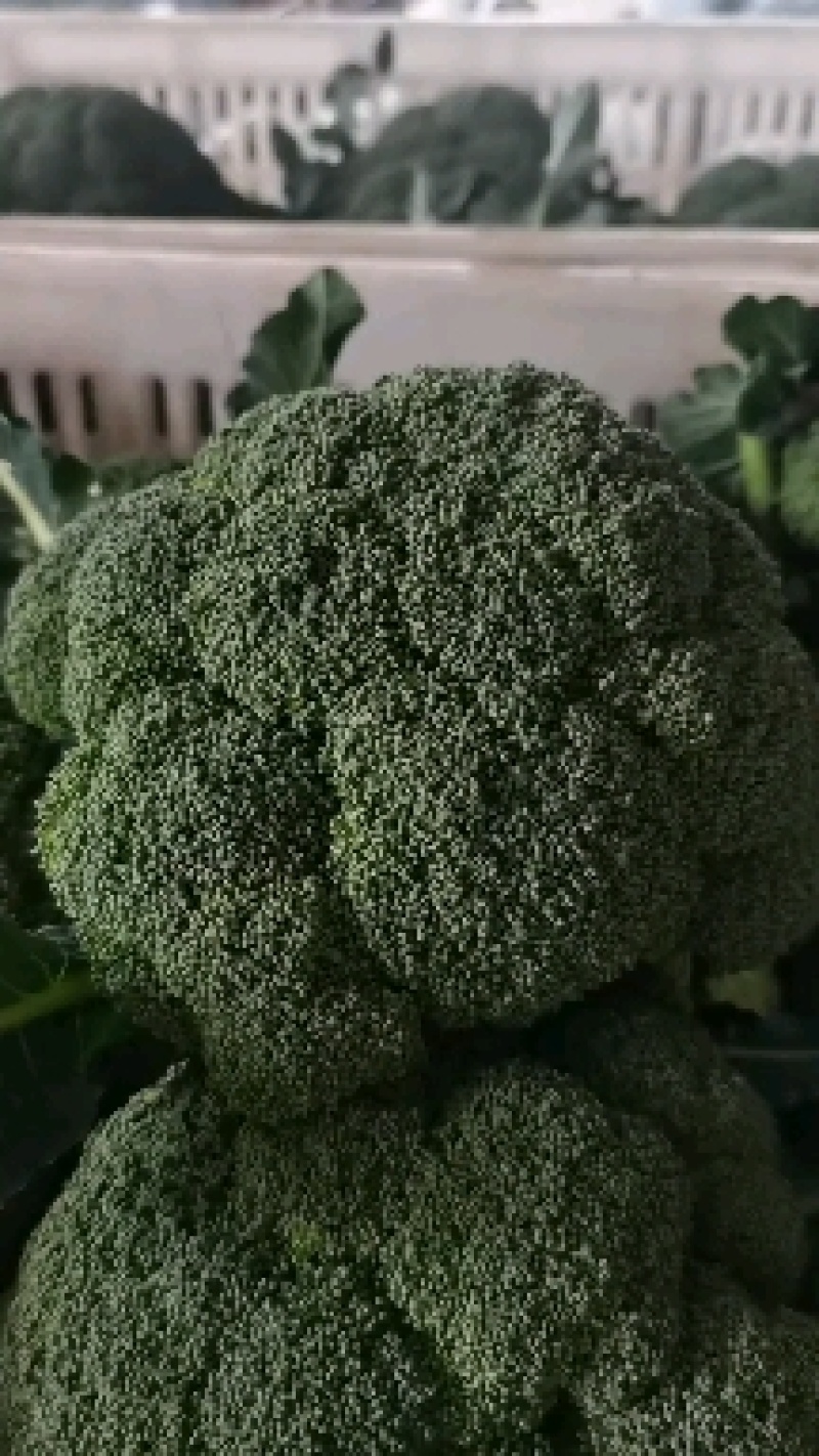 湖北西兰花，大量有货，视频看货，价格优惠，可供超市，电商