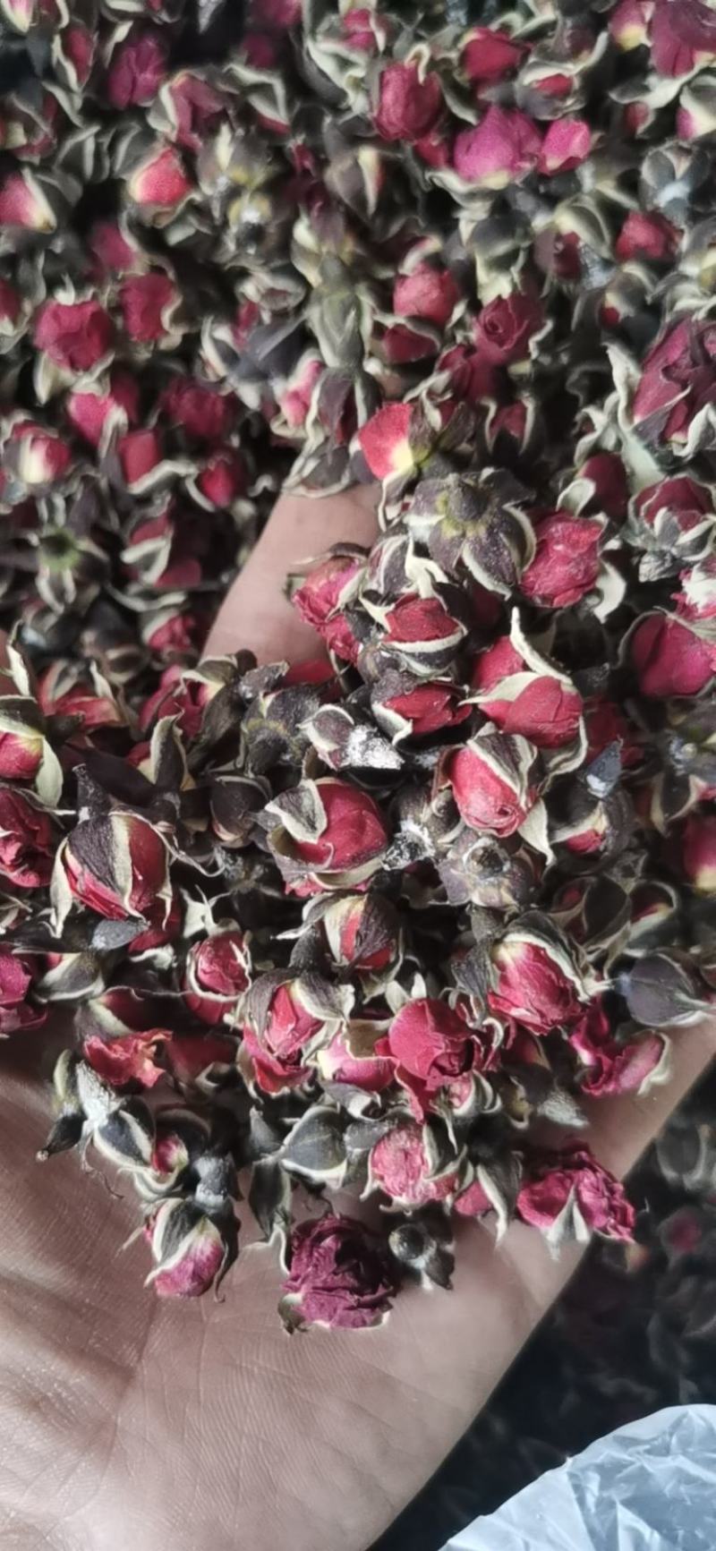 金边玫瑰云南金边玫瑰花茶金边花冠金边花蕾