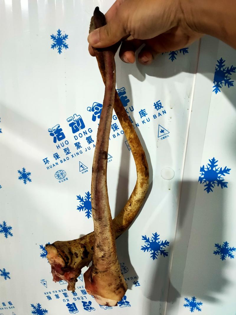 深山放养山猪肉土猪肉批发生鲜店饭店酒楼土特产