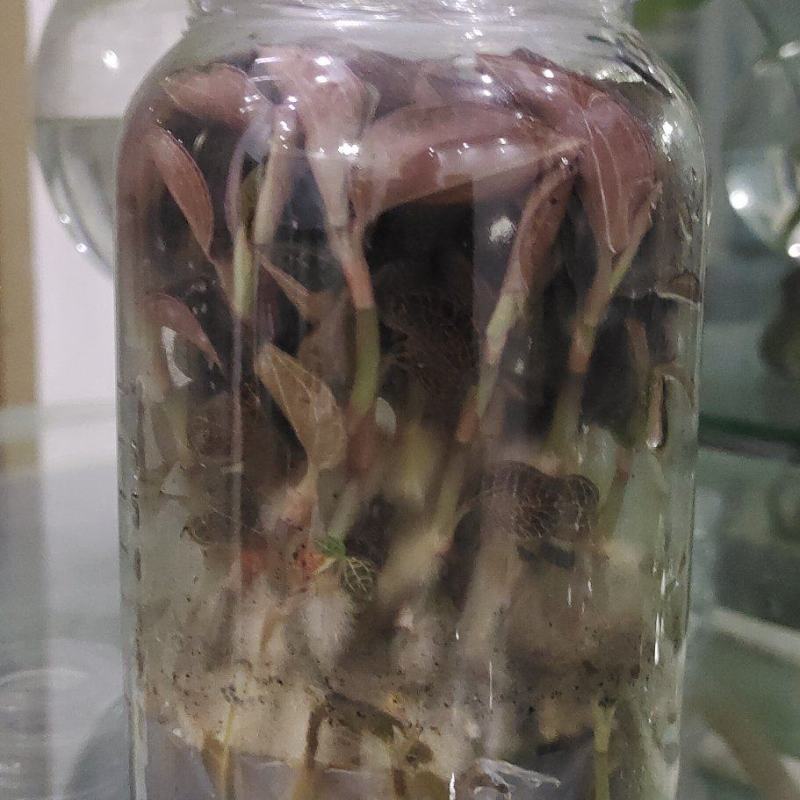 红霞金线莲种苗，质量保证欢迎采购厂家直供，免费提供技