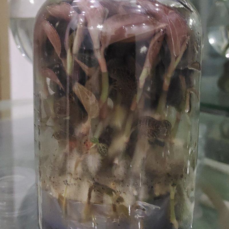 红霞金线莲种苗，质量保证欢迎采购厂家直供，免费提供技