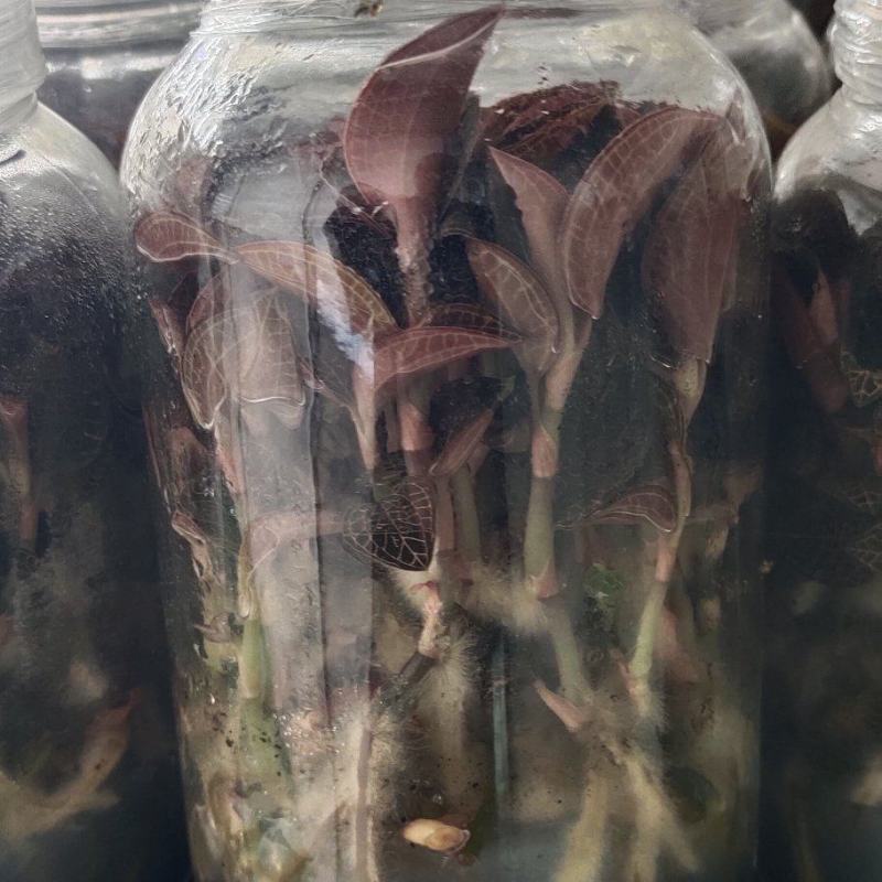 红霞金线莲种苗，质量保证欢迎采购厂家直供，免费提供技