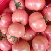 正宗普罗旺斯西红柿大量上市需要的老板