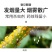 烟慕钻10%异丙威蚜虫白粉虱蓟马杀虫烟剂烟雾剂