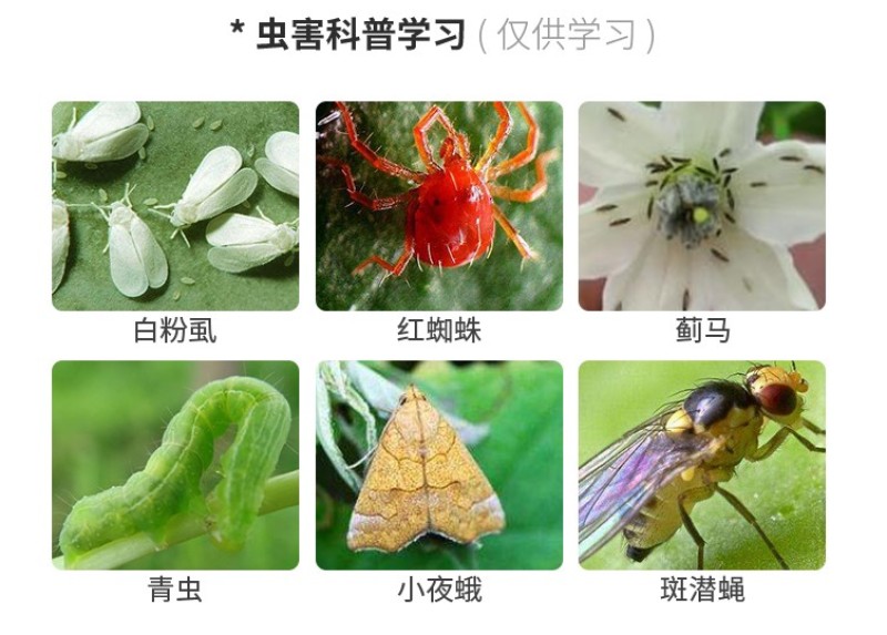 烟慕钻10%异丙威蚜虫白粉虱蓟马杀虫烟剂烟雾剂