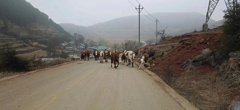 贵州毕节威宁县羊山羊，原产地大量有货欢迎老板前来选购