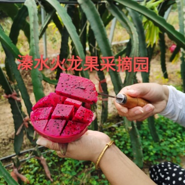火龙果苗