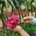 火龙果苗